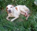 Άργος: Σκύλος σκελετωμένος ράτσας Πόιντερ περιφέρεται με ακρωτηριασμένο το πόδι